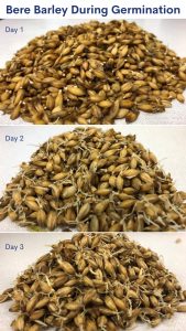 Bere Barley During Germination