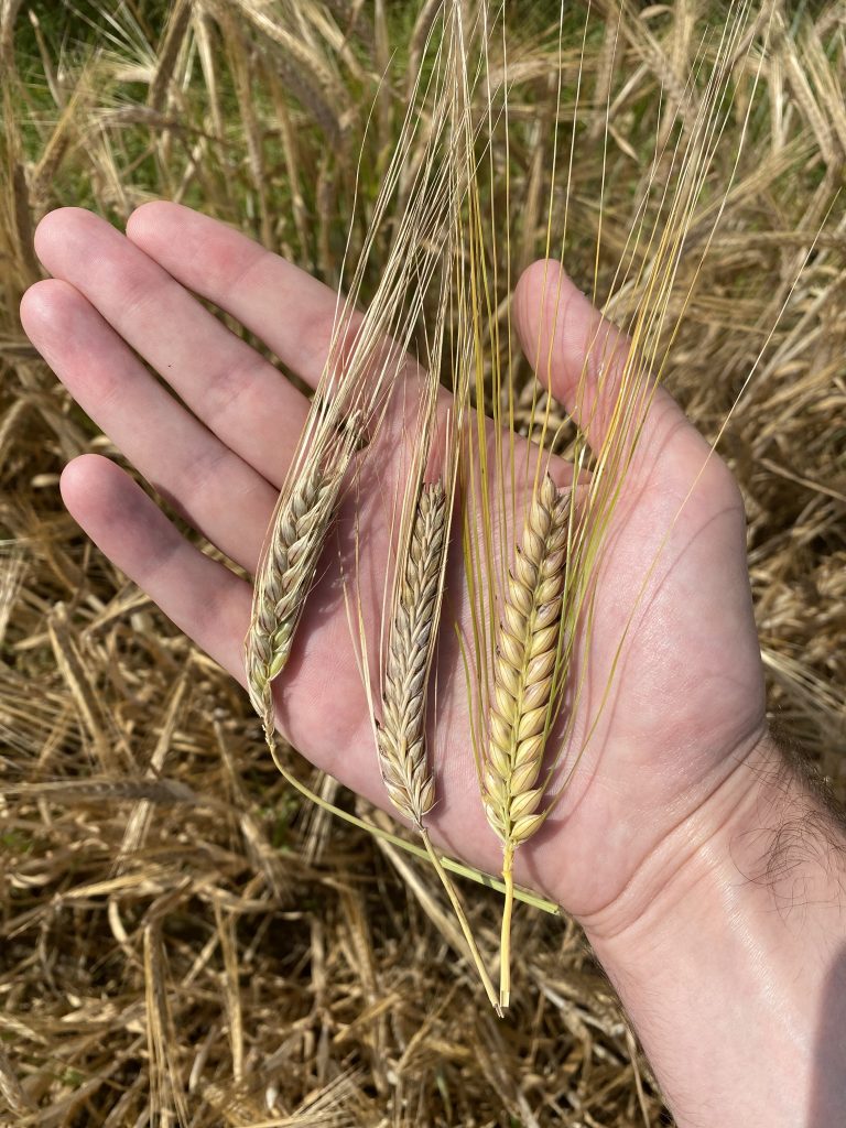 Golden Promise Ear