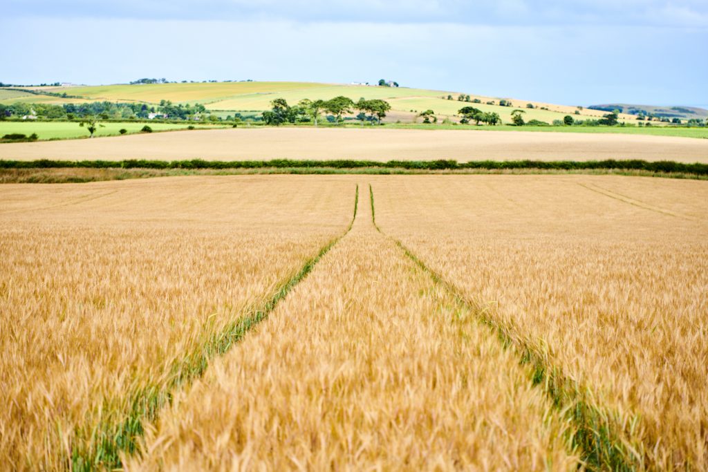 Golden Promise Field