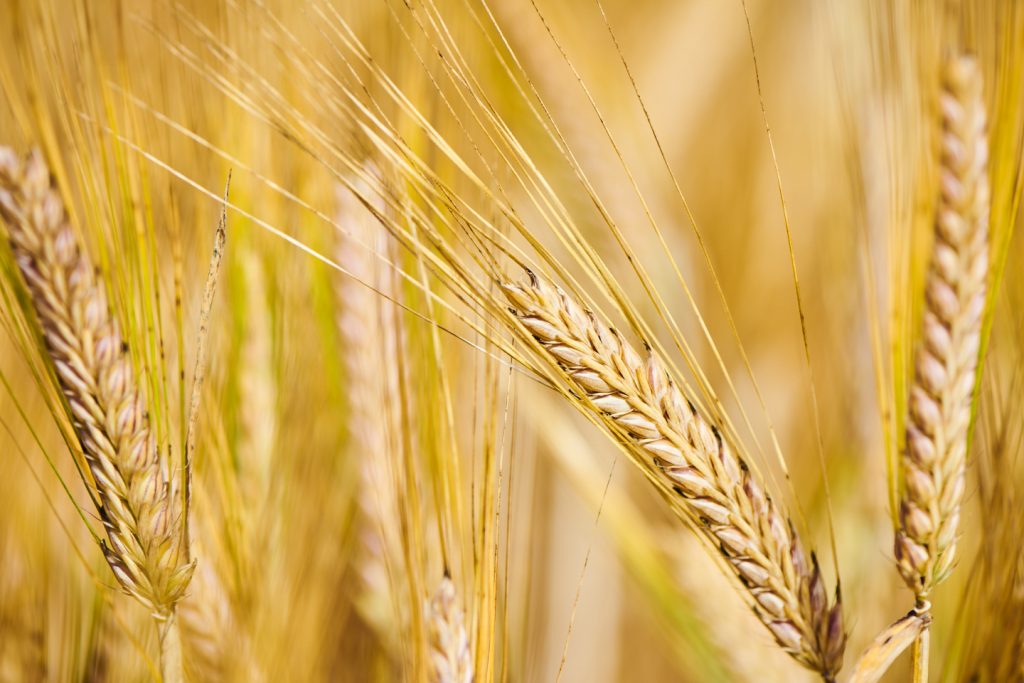 2021 Barley Harvest