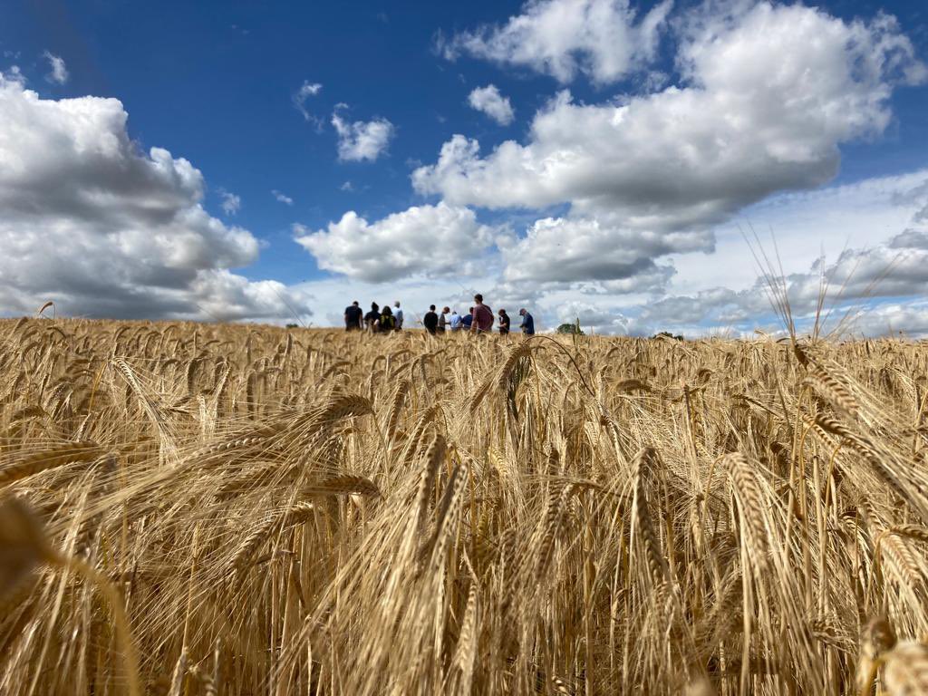 2022 barley harvest