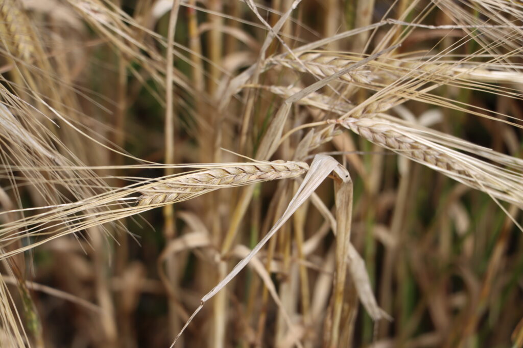 2023 Barley Harvest