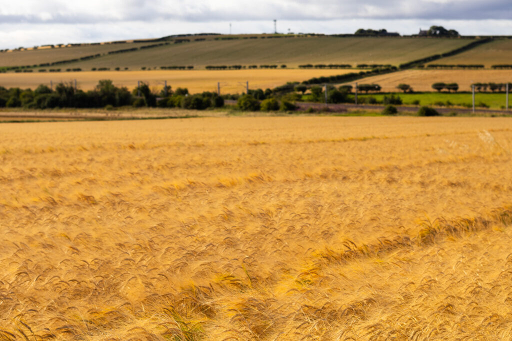 barley prices and malt costs