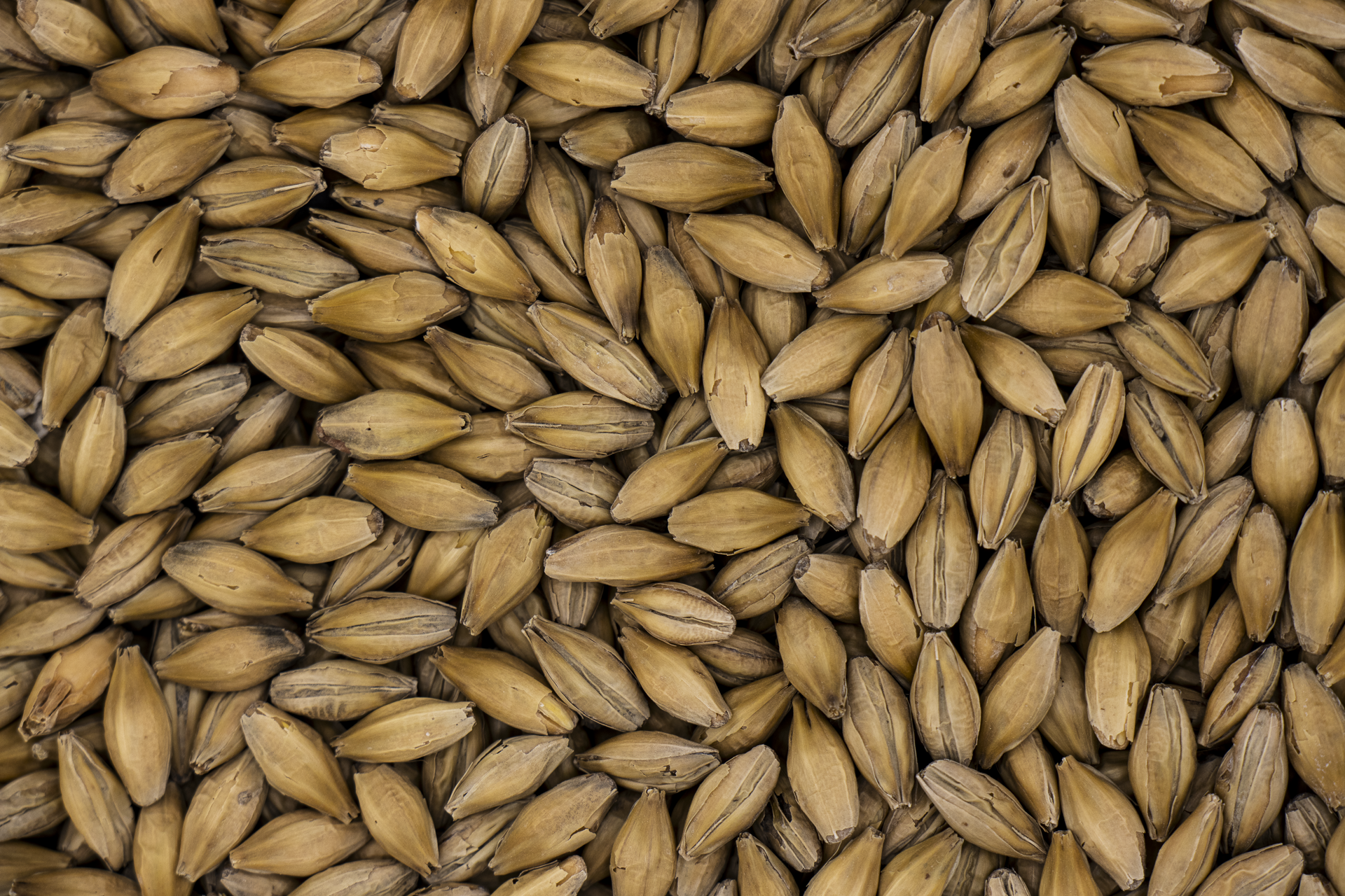 Base Malts For Brewing | Heritage & Modern Malts for Craft Beers