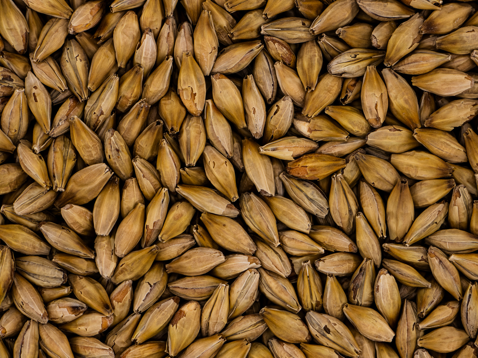 Aromatic Malt
