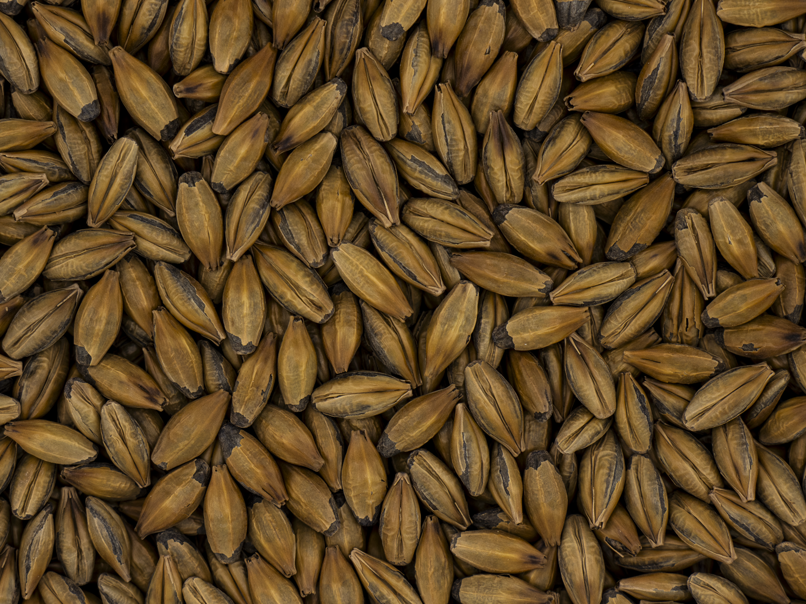 Amber Malt