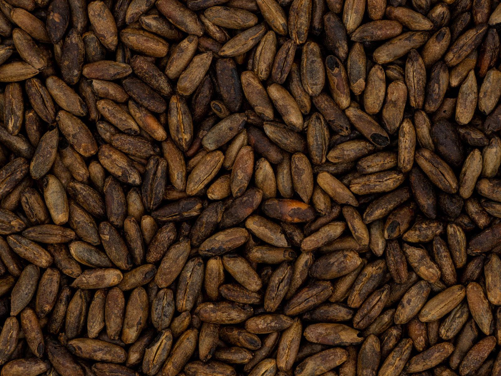Refined Rye Red Rye Crystal | Sweet, Spicy Malt for Seasonal Beers