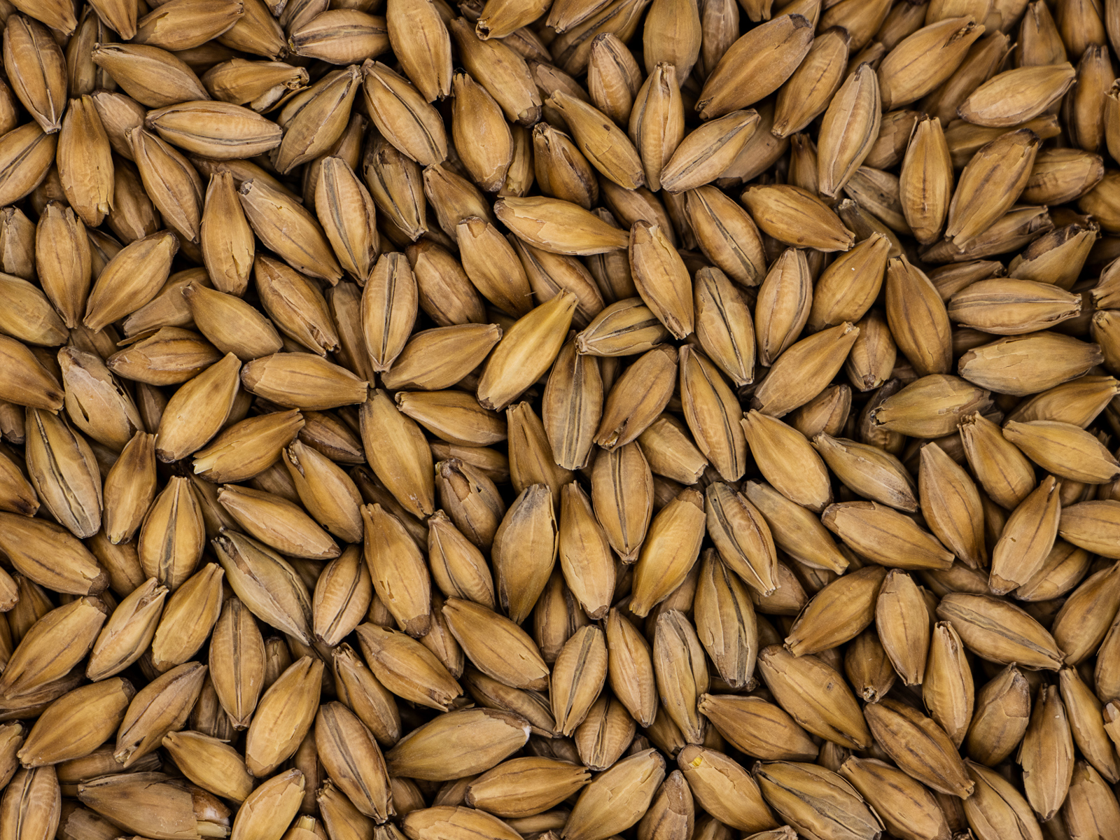 Low Colour Maris Otter