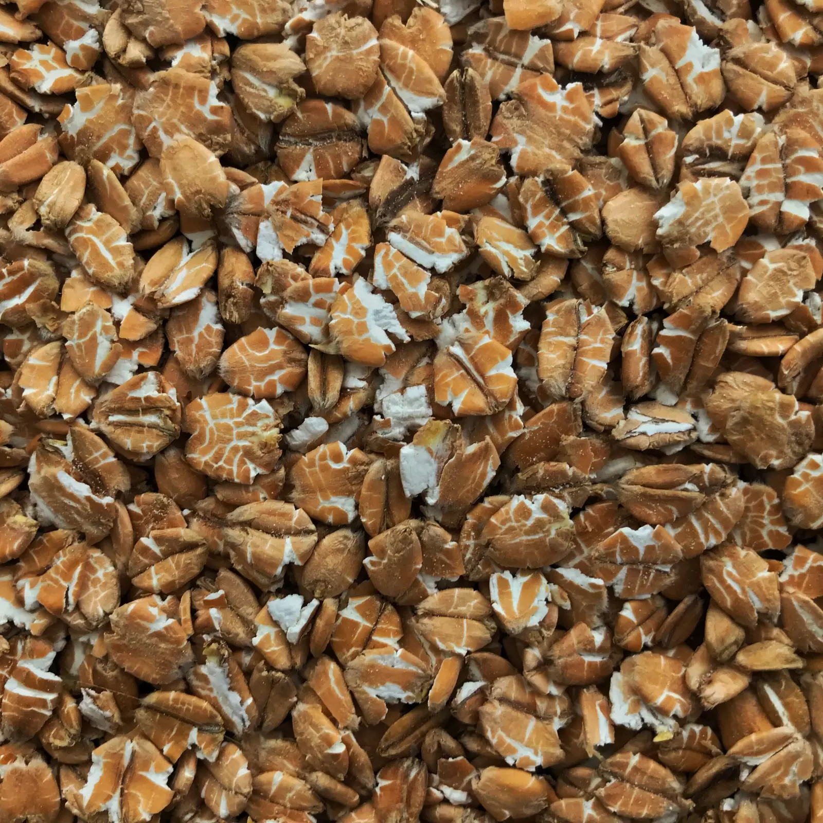 Red Rye Malt Malts for Red IPA | Best Grains for Rye IPA Brewing