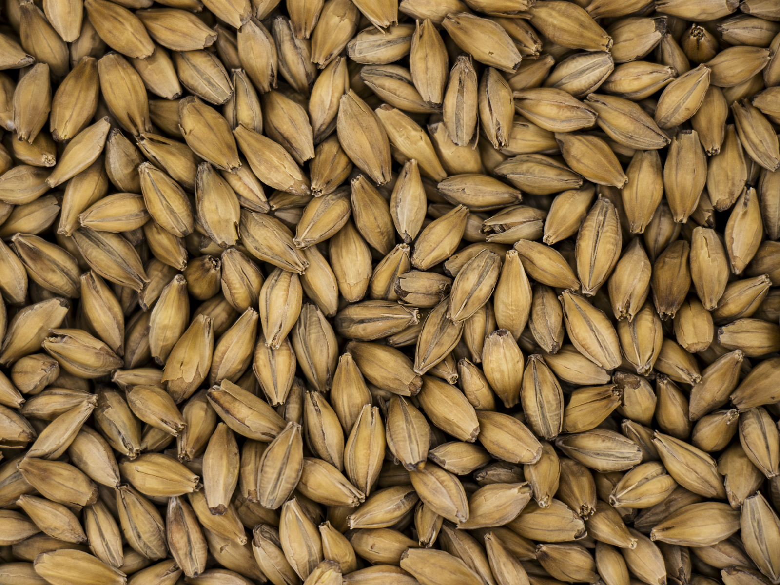 Low Colour Golden Promise®™