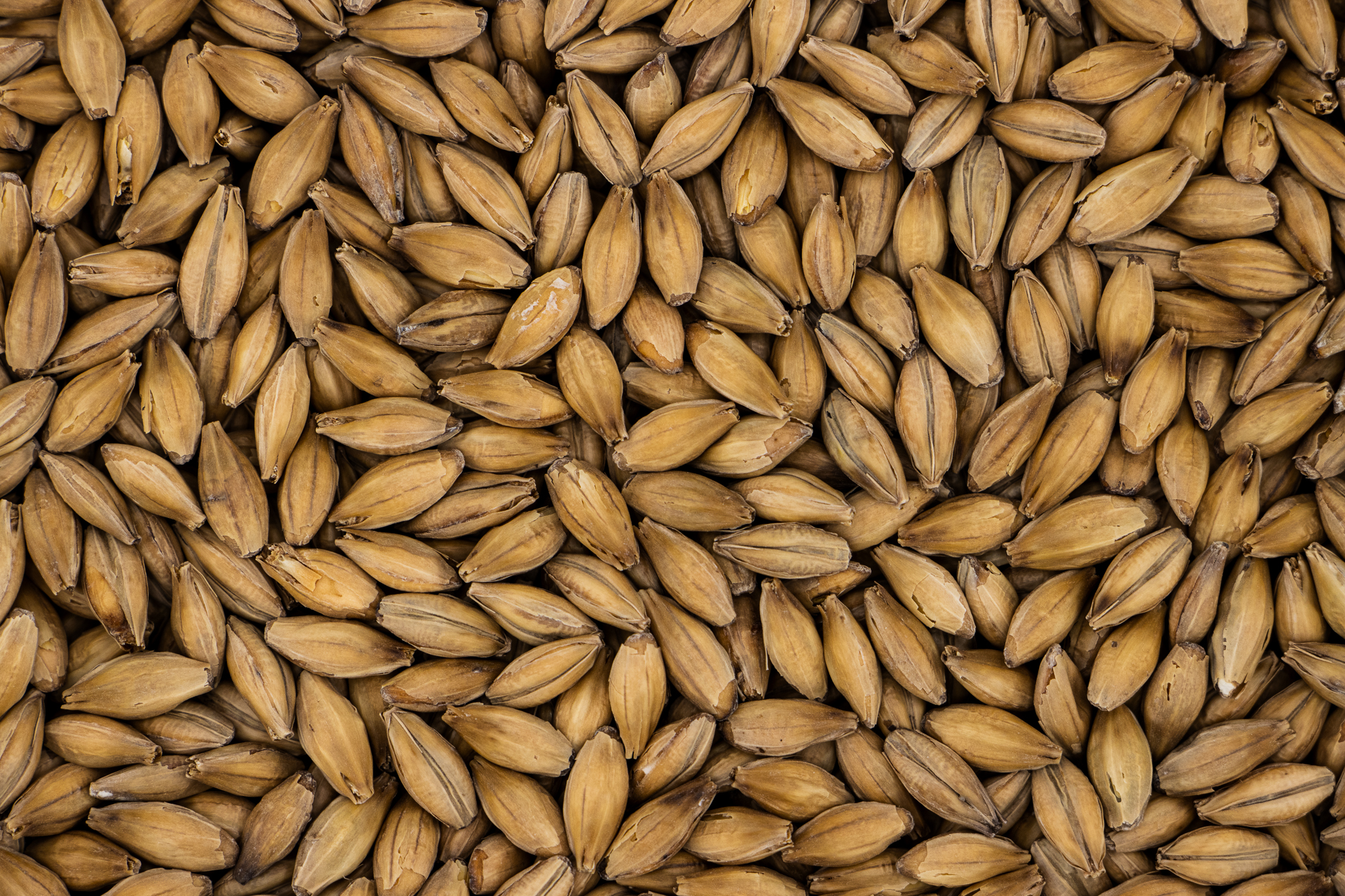 Vienna Malt | Toasted Sweetness & Golden Malt Depth