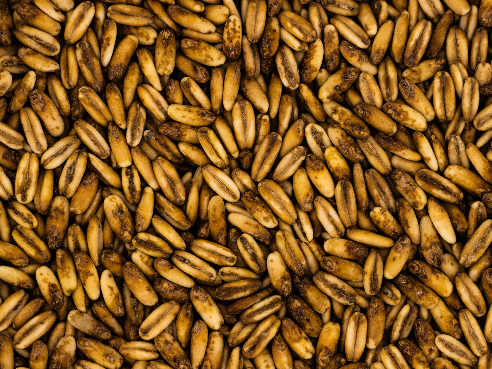 Golden Naked Oats®™