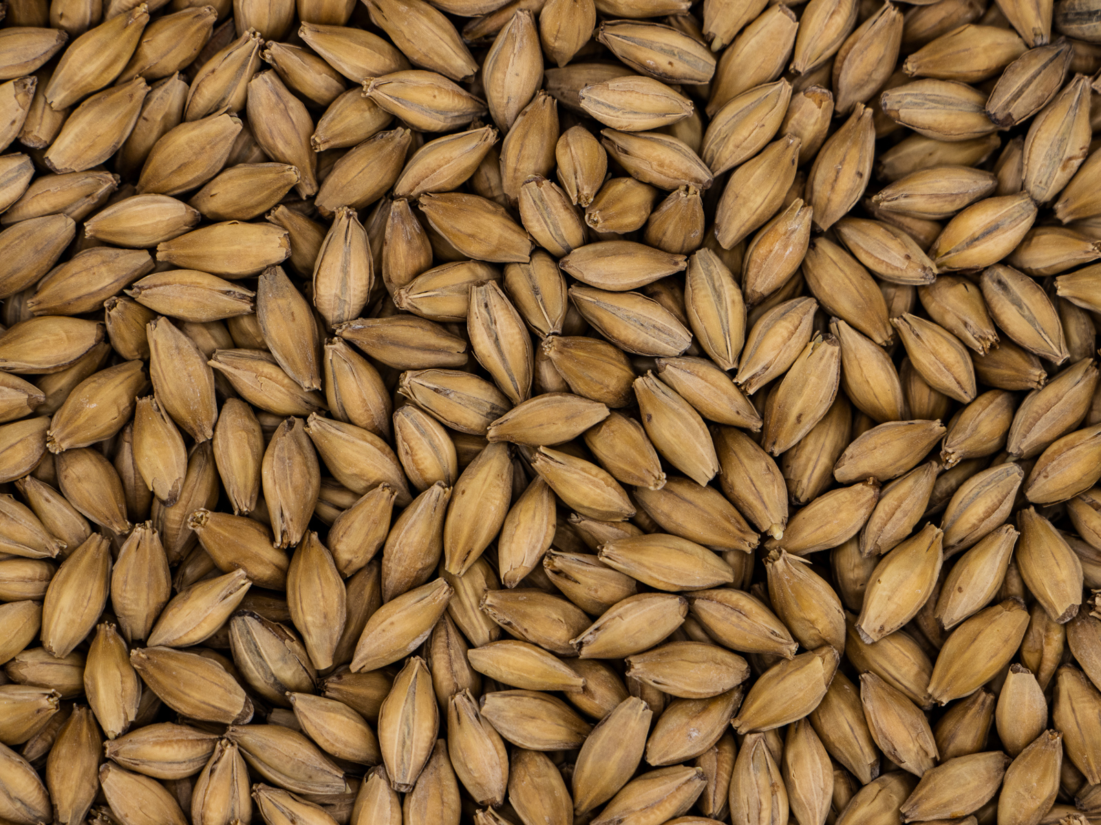 Finest Pale Ale Golden Promise®™