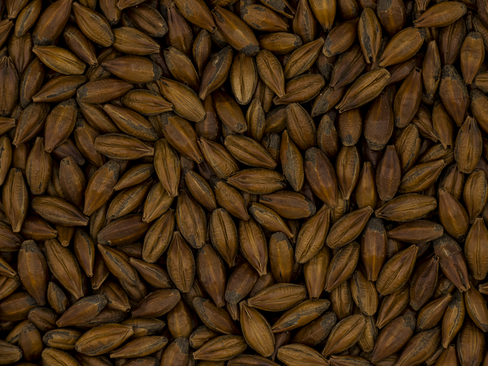 Brown Malt