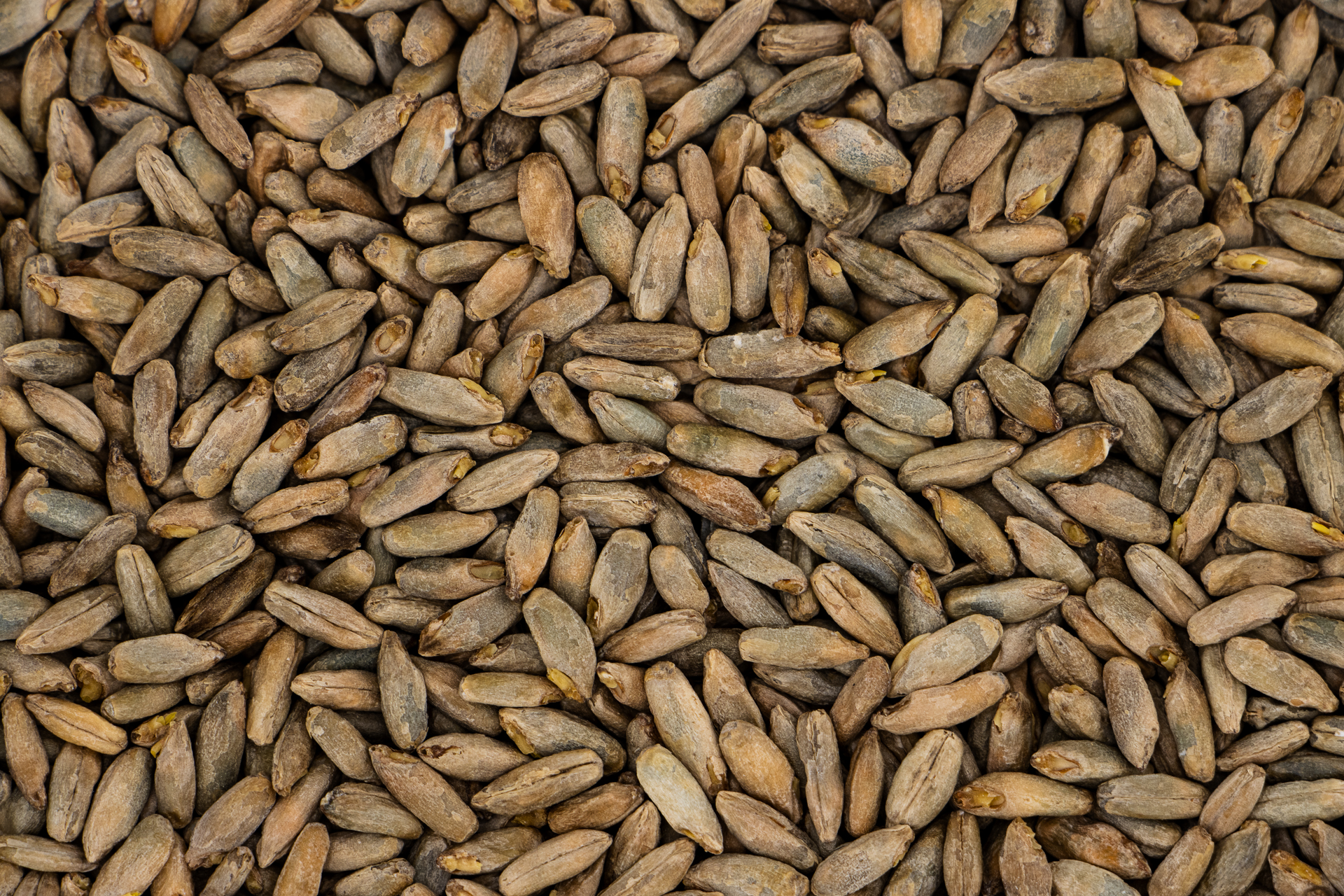 Malted Rye | Spicy, Crisp Malt for Complex Beers