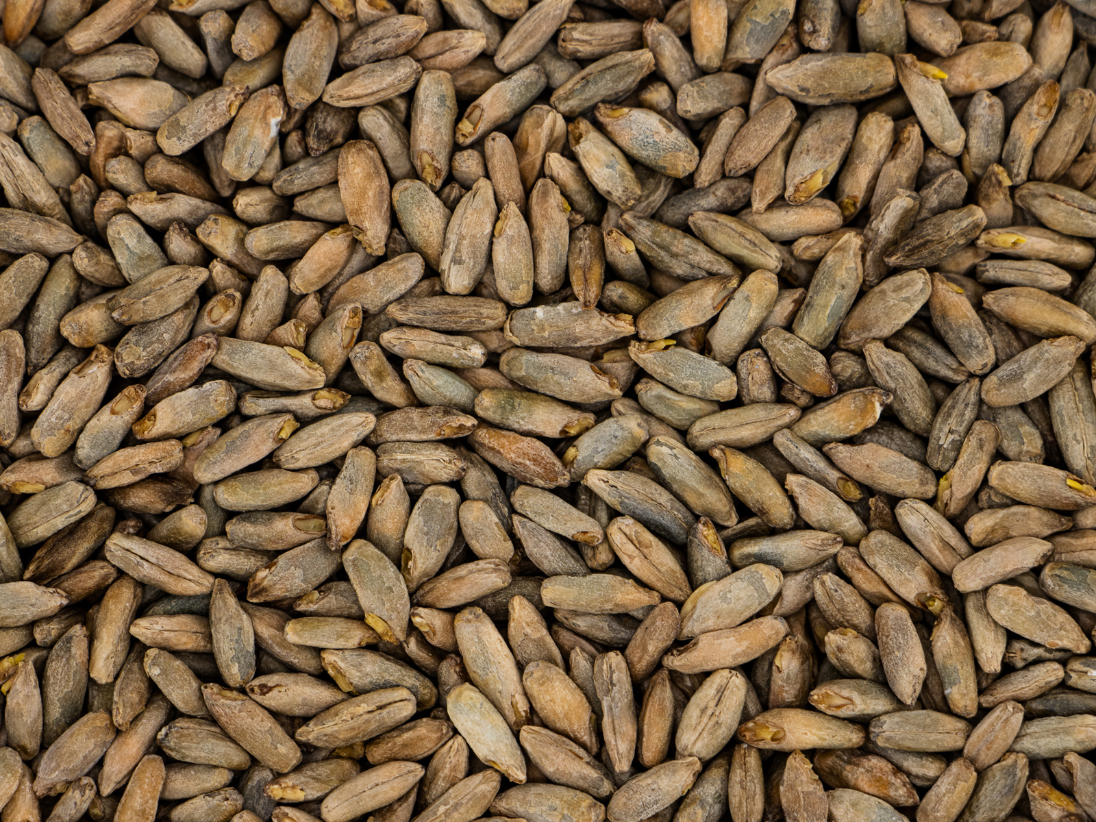 Option C Rye Malted Rye | Spicy, Crisp Malt for Complex Beers