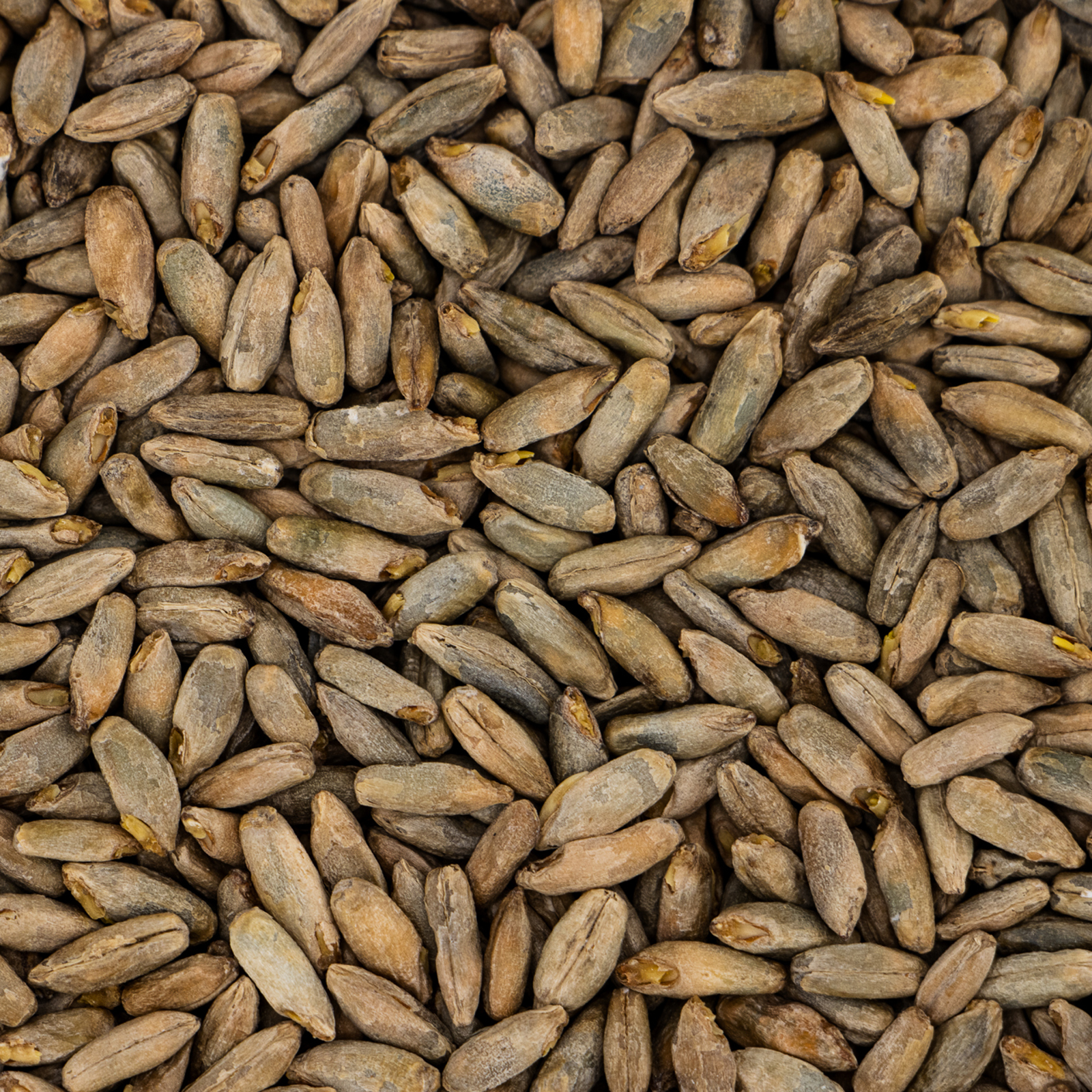 Malted Golden Rye Malted Rye | Spicy, Crisp Malt for Complex Beers