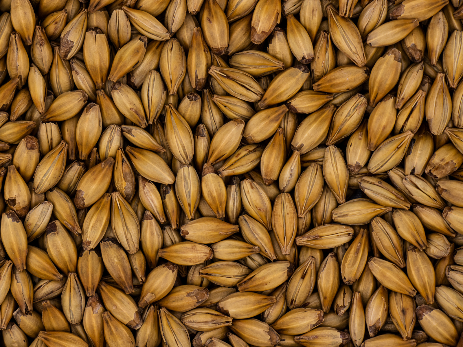 Premium English Caramalt