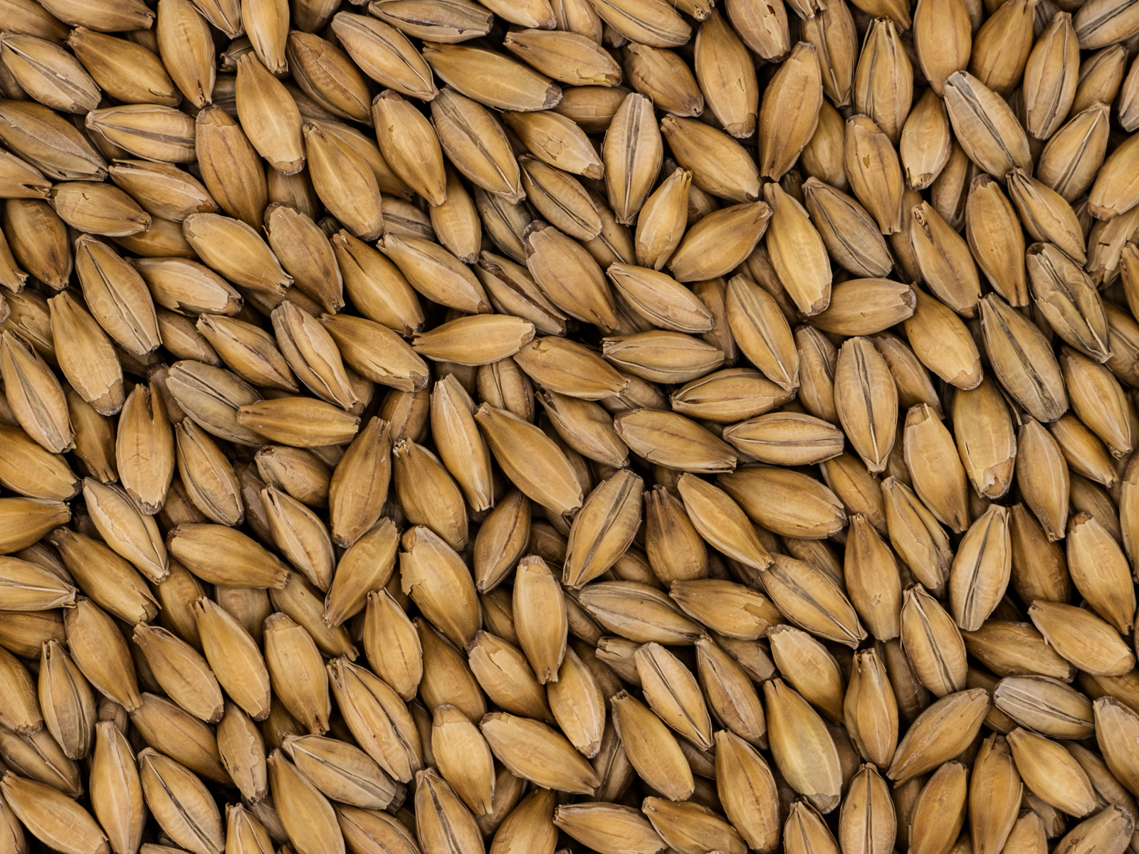 Finest Pale Ale Maris Otter