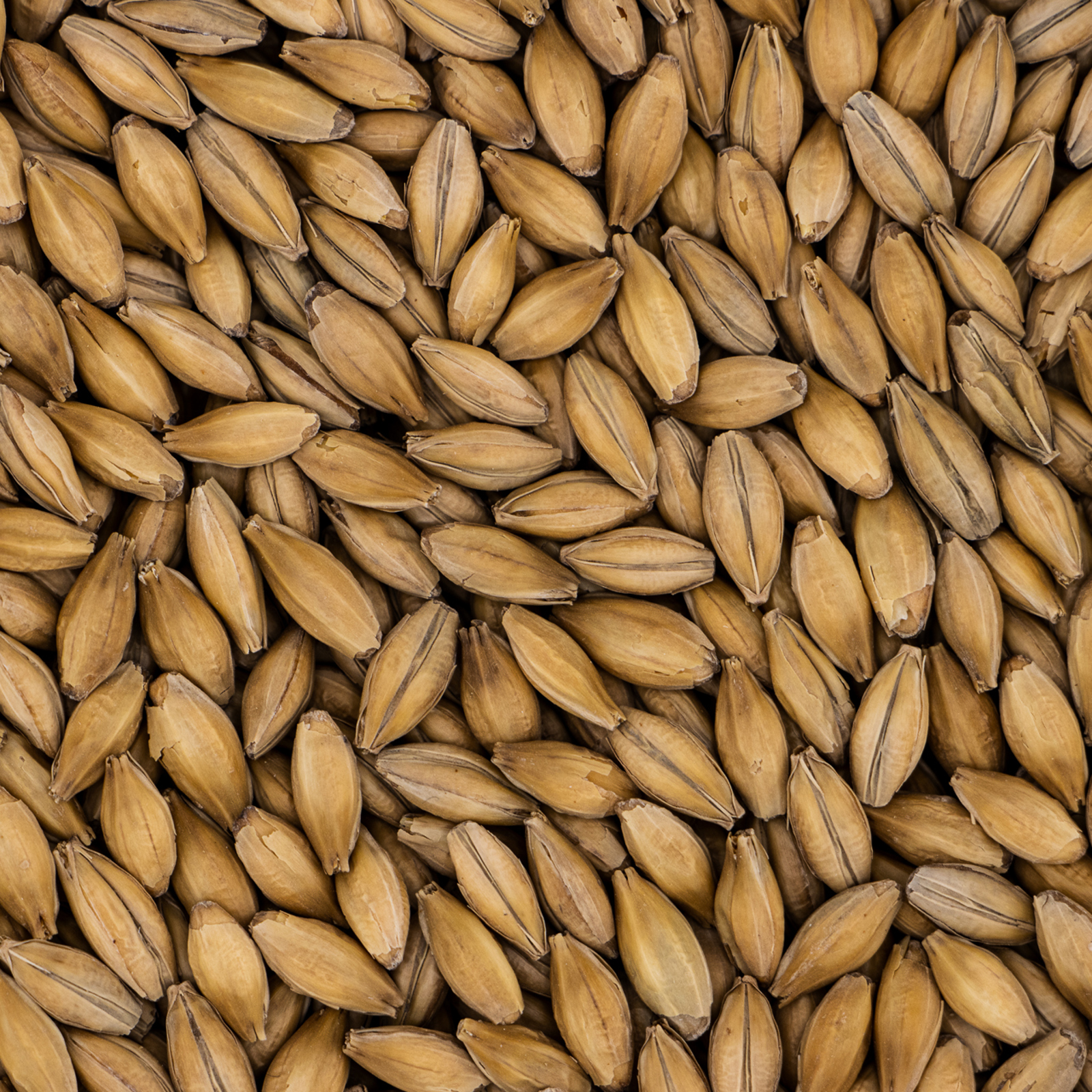 Finest Pale Ale Maris Otter