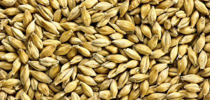 Golden Promise Malt