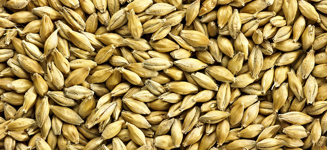 Golden Promise Malt