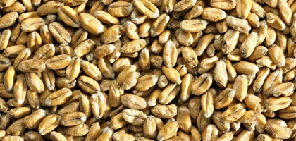 Wheat Malt