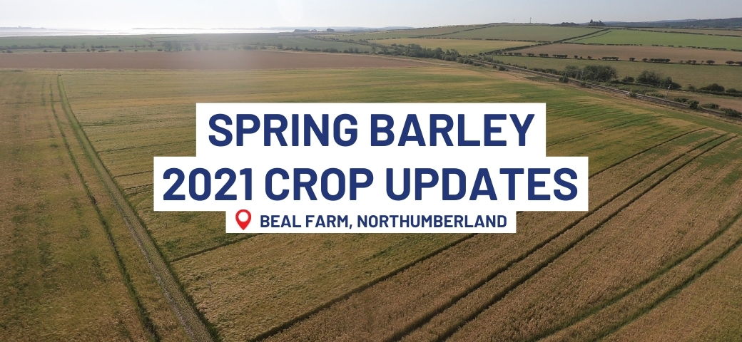 Spring Barley